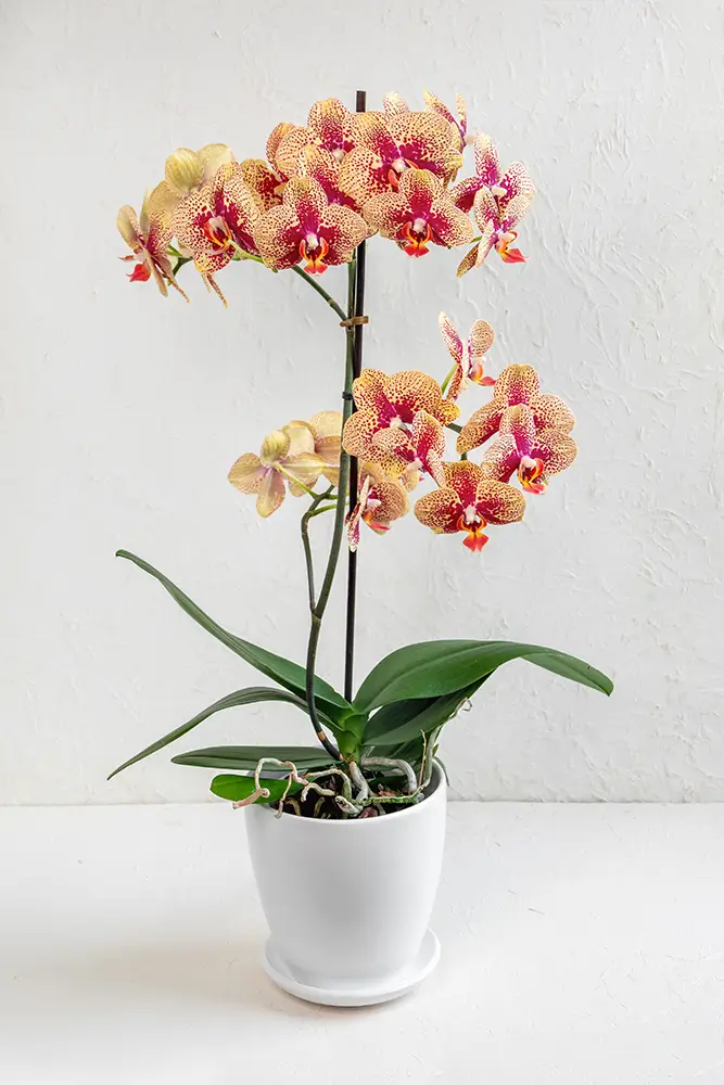 Orchidée phalaenopsis en pot posée sur sa soucoupe, plante d&rsquo;intérieur pouvant devenir un gîte larvaire à moustiques
