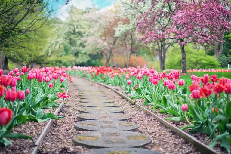 Guides et conseils sur le viager et l'immobilier en Alsace Allée de pas japonais bordée de tulipes, image des étapes d'une vente en viager